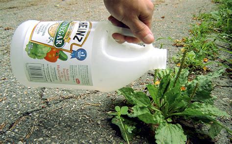 10 Uses of Vinegar in the garden | Weed killer | Natural herbicide