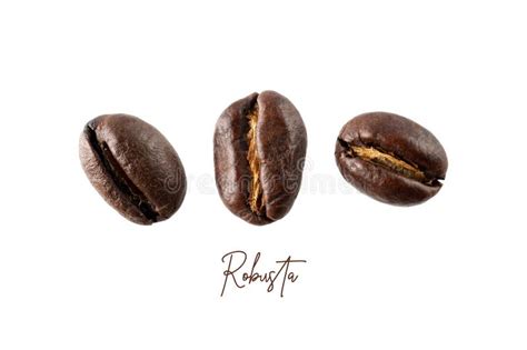 Roasted Robusta Peaberry Coffee Beans Closeup Isolated on White.Macro Photo Stock Image - Image ...