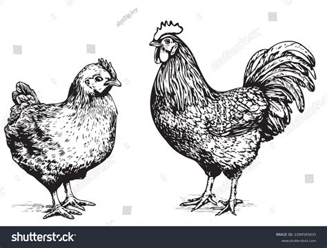 Hen Rooster Hand Drawn Sketch Illustration Stock Vector (Royalty Free) 2284565835 | Shutterstock