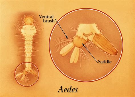 Public Domain Picture | An illustration of Aedes mosquito larva with ventral brush and dorsal ...