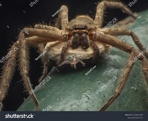 Huntsman Spider Hatching Egg Stock Photo 2189633965 | Shutterstock