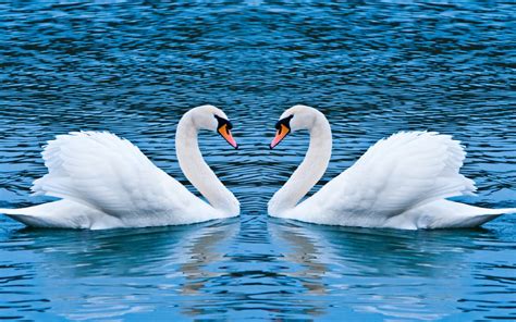 Swan love, two swans on the lake