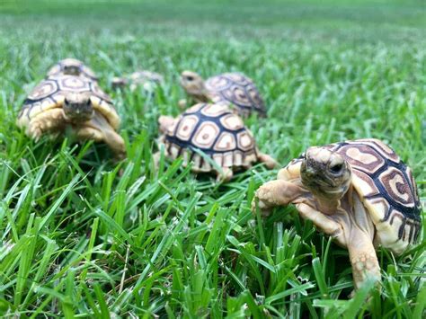 leopard tortoise for sale pet leopard tortoises for sale baby tortoise for sale