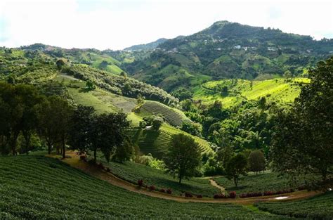 Ceylon tea plantation Stock Photos, Royalty Free Ceylon tea plantation ...