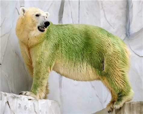 What Color Is Polar Bear Fur? | lupon.gov.ph