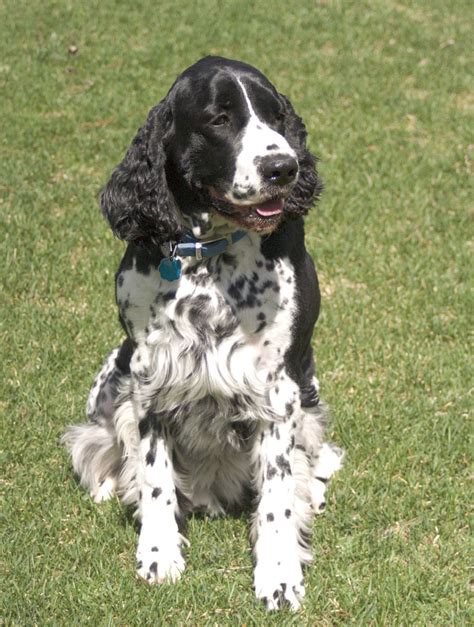 English Springer Spaniel | Top Dog Directory