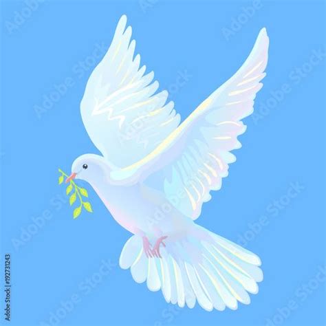 White dove is the symbol of a peace, blue sky | White doves, Dove ...