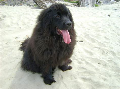 Big Fluffy Dog Breeds for Your Family: 7 of the Best Choices