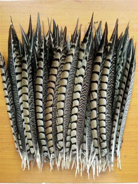 wholesale! High quality natural pheasant feathers 12 14 inch / 30 35 cm, pheasant tail feathers ...