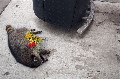 Toronto has a serious raccoon corpse problem right now and the city can ...