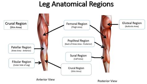 Anatomical Regions - SCIENTIST CINDY