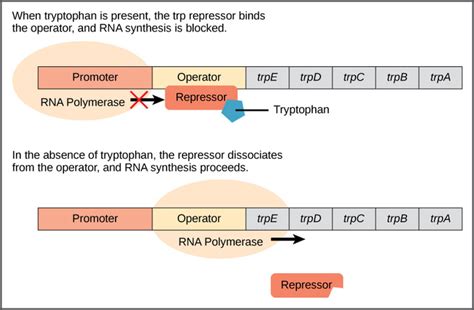 7.18B: The trp Operon - A Repressor Operon - Biology LibreTexts