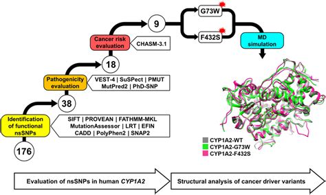 Schematic representation of the stepwise evaluation of CYP1A2 ...