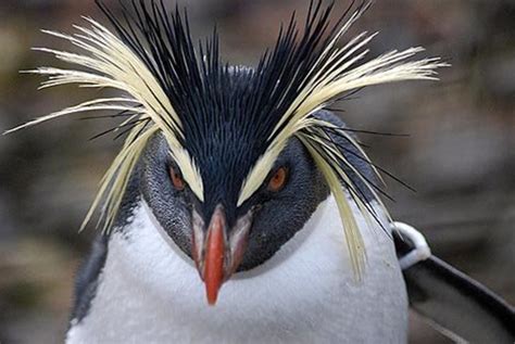 Characteristics of Rockhopper Penguins | HubPages