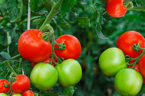 10 Tips for Growing Great Tomatoes