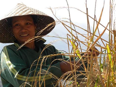 A Taste of Sticky Rice, Laos’ National Dish | Smithsonian