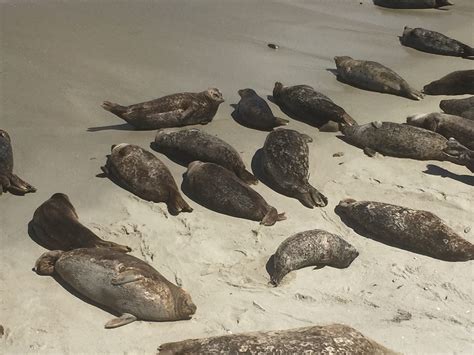 Playful Seals at La Jolla Cove. California wildlife | by Gina Pacelli ...