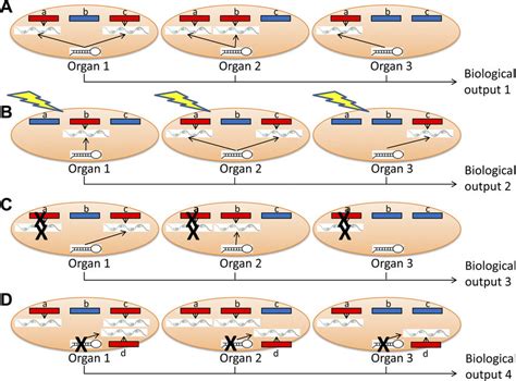 Illustration of microRNA (miRNA)driven gene expression regulation ...