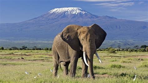 Národní park Amboseli - Safari a dovolená v Keni