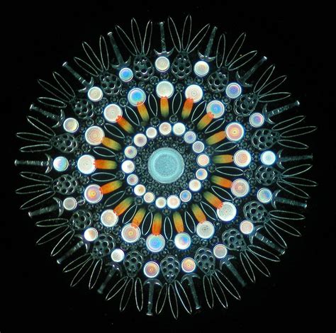 Victorian Diatom Art | madame scientist's not-so-mad musings