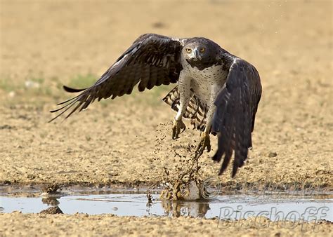 Top 10 Largest Birds of Prey - Elite Facts