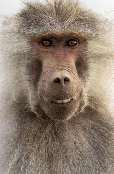 Create meme "baboon , monkey monkey, The baboon's grin" - Pictures ...