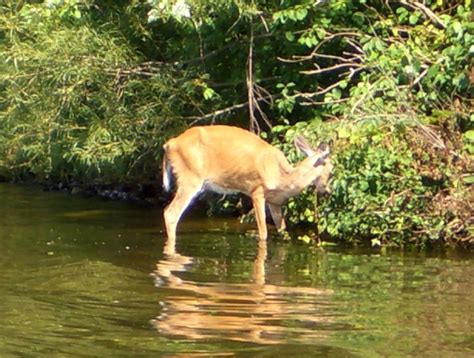 Chronic wasting disease: What is a prion? - Fisheries & Wildlife