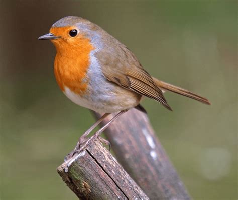 Red Robin Symbolism: Meanings and Significance Explained