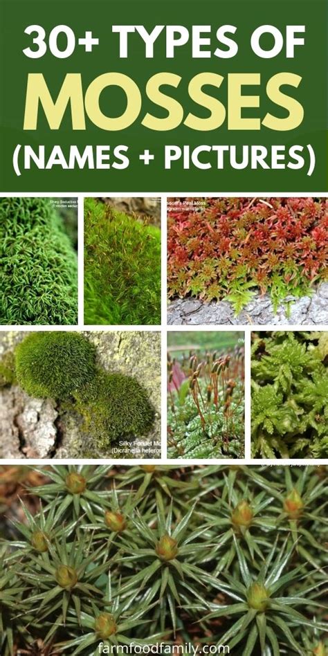 30+ Popular Types Of Mosses With Names, Pictures and Their Uses | Types of moss, Garden pottery ...