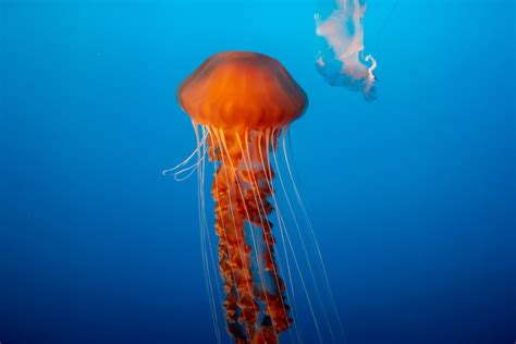 Foto Medusas marrones en agua azul – Imagen Medusa gratis en Unsplash