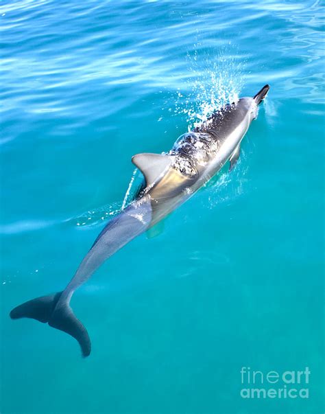 Dolphin Breathing by Greg Clure - Dolphin Breathing Photograph ...