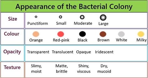 What is the Colony Morphology of Bacteria? Colony Characteristics ...