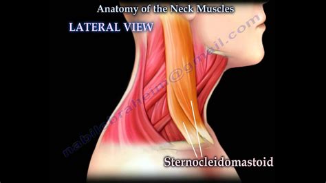 Anatomy Of The Neck Muscles