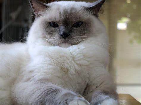 white Ragdoll Cat : Biological Science Picture Directory – Pulpbits.net