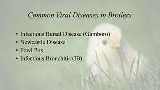 Common Viral Diseases in Broiler Chicks | PPT