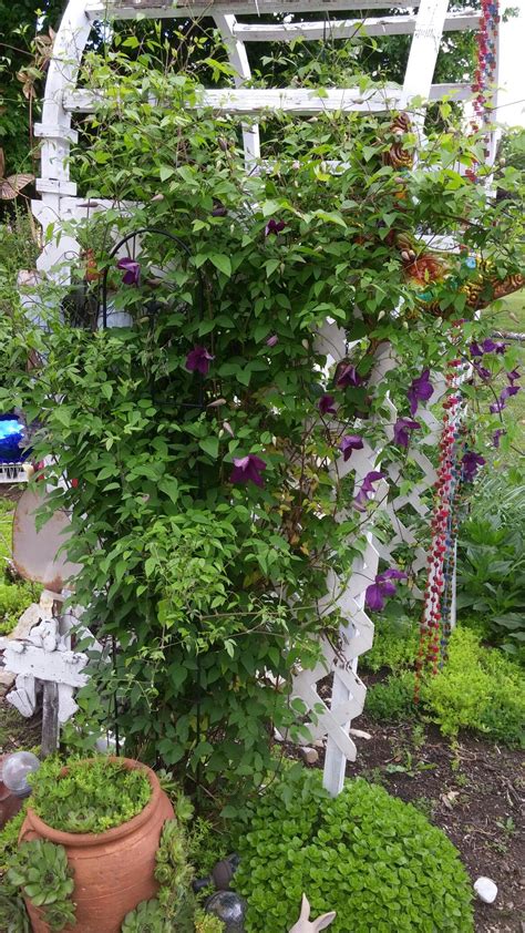 Trellis with Clematis | Flower garden, Clematis, Plants