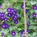 Ipomoea Purpurea Common Tall Purple Morning Glory 10_seeds - Etsy