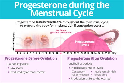 Progesterone during the Menstrual Cycle | SheCares