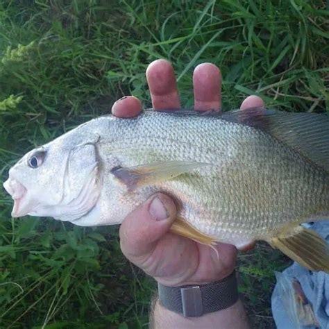 20 Fish Species in the Mississippi River (Updated) - Pond Informer