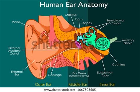 Ear Anatomy Outer Middle Inner Ear Stock Vector (Royalty Free) 1667808505
