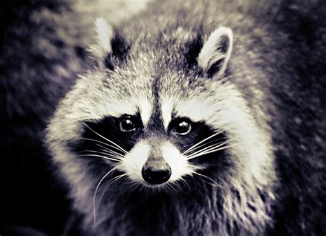 Raccoon Looking At Camera by Isabelle Lafrance Photography