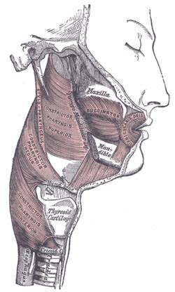 Pharyngeal muscles - Wikipedia