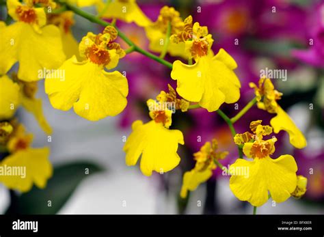 Yellow orchid (Hybrid Oncidium Stock Photo - Alamy