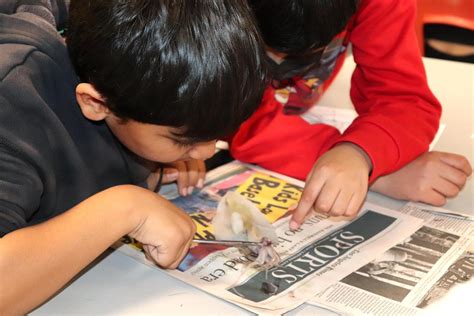 Loma Vista 5th Graders Get Hands-On With Squid Dissection | South ...