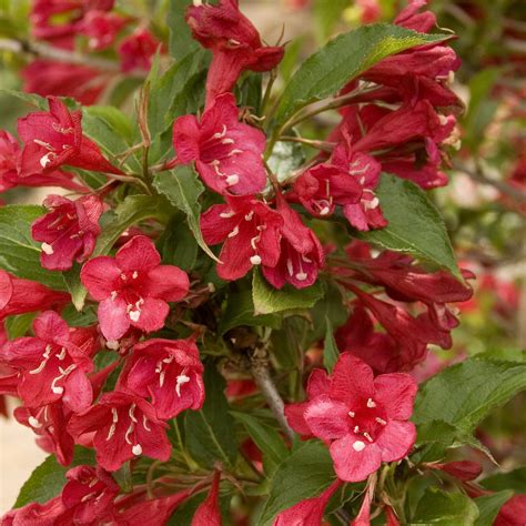 Red Prince Weigela Shrub – Green Thumbs Garden