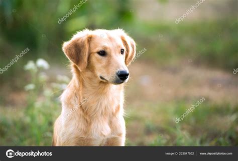 Portrait of a mongrel dog — Stock Photo © tan4ikk #223547552