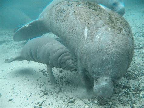 Manatee Mother and Calf - Manatee Facts and Information