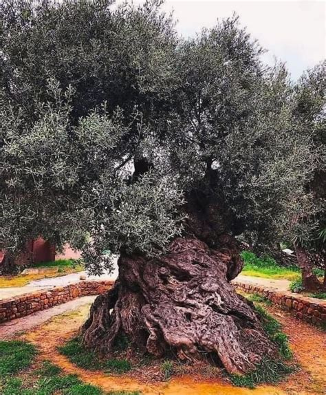 The oldest olive tree in the world is on the island of Crete. He is 3500 years old. : r ...