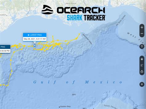 Ocearch Shark Tracker: Köpekbalıklarını İzleyelim - ArfBot Blog