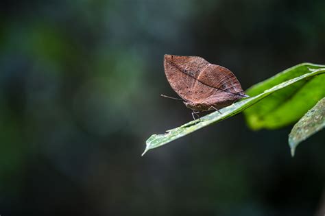 The dead leaf butterfly: Master of camouflage - CGTN